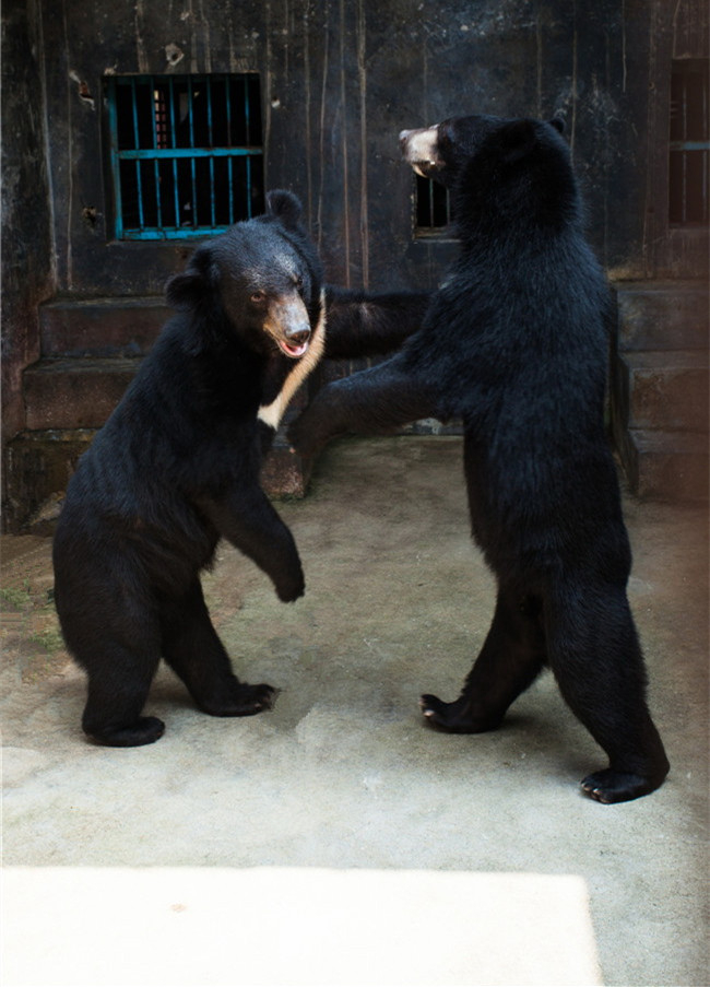 熊膽對驚癇抽搐效果好嗎？